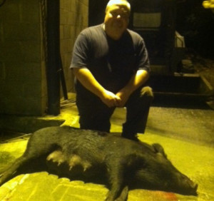 Hog Hunts